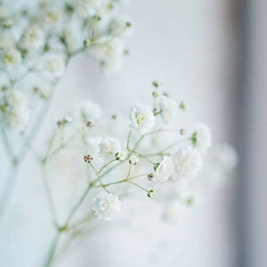 Umělecká fotografie Small  White Flowers  blurred,, Zaikina, (40 x 40 cm)