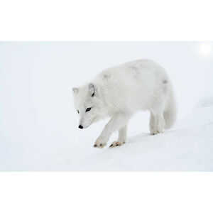 Umělecká fotografie Polar fox steps out briskly., DmitryND, (40 x 24.6 cm)