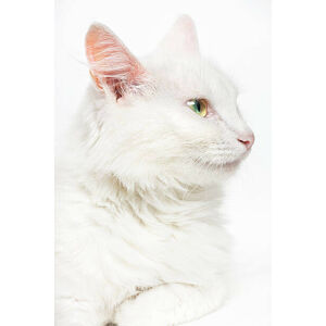 Umělecká fotografie White cat, 2happy, (26.7 x 40 cm)