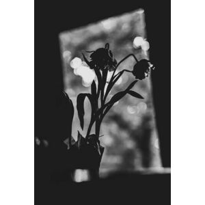 Umělecká fotografie Black and white portrait of tulips, by Patricia Gee, (26.7 x 40 cm)