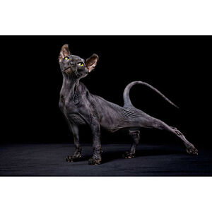 Umělecká fotografie Sphynx cat, Alexandra Draghici, (40 x 26.7 cm)