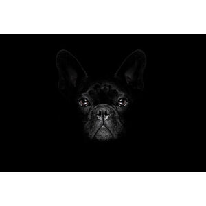 Umělecká fotografie dog isolated on black, damedeeso, (40 x 26.7 cm)