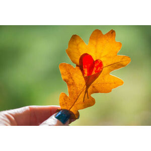 Umělecká fotografie Autumn yellow leaf with cut heart in a hand, polya_olya, (40 x 26.7 cm)