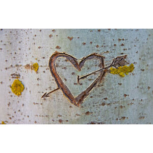 Umělecká fotografie Birch tree with carved heart, WHPics, (40 x 24.6 cm)