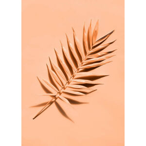 Umělecká fotografie Palm leaf close up, lenta, (30 x 40 cm)