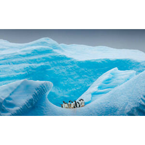 Umělecká fotografie A group of Penguins stand atop, David Merron Photography, (40 x 24.6 cm)