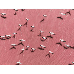 Umělecká fotografie Drone image close to flamingos flying, Abstract Aerial Art, (40 x 30 cm)