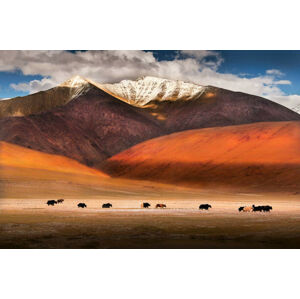 Umělecká fotografie Wild yaks in Ladakh, India., Nabarun Bhattacharya, (40 x 26.7 cm)