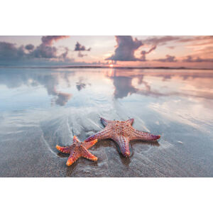 Umělecká fotografie Starfish on beach, IvanMikhaylov, (40 x 26.7 cm)