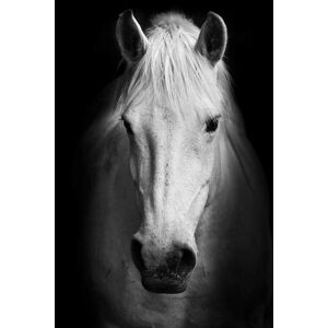 Umělecká fotografie Portrait of a white horse., kasto80, (26.7 x 40 cm)