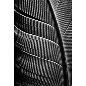 Umělecká fotografie Piece of bird feathers, SvetaZi, (26.7 x 40 cm)
