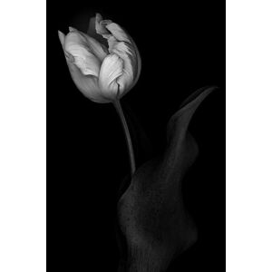 Umělecká fotografie Monochrome multi-shaded Parrot Tulip, OGphoto, (26.7 x 40 cm)