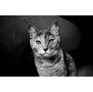 Umělecká fotografie Domestic cat looking at camera, Mario Gutiérrez, (40 x 26.7 cm)