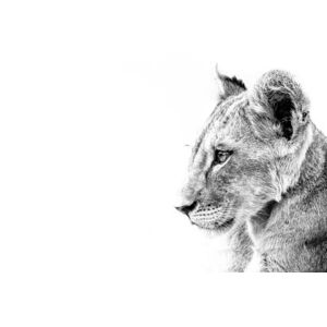 Umělecká fotografie Grayscale shot of a cute lion, Wirestock, (40 x 26.7 cm)