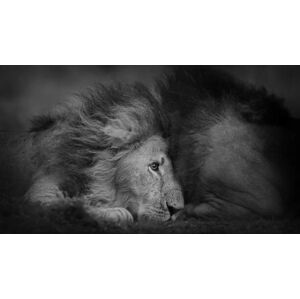 Umělecká fotografie Beautiful Portrait of Two Male Lions, Vicki Jauron, Babylon and Beyond Photography, (40 x 22.5 cm)