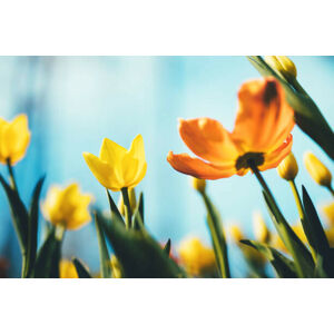 Umělecká fotografie Tulip Flowers, borchee, (40 x 26.7 cm)