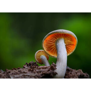 Umělecká fotografie Close-up of mushroom growing on field,Silkeborg,Denmark, Karim Qubadi / 500px, (40 x 30 cm)
