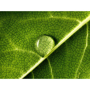 Umělecká fotografie water drop on leaf, Mark Mawson, (40 x 30 cm)