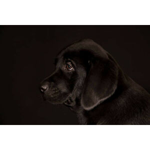 Umělecká fotografie black Labrador Retriever puppy, Koljambus, (40 x 26.7 cm)