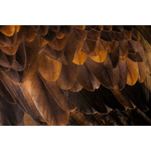 Umělecká fotografie Golden Eagle's feathers, Tim Platt, (40 x 26.7 cm)