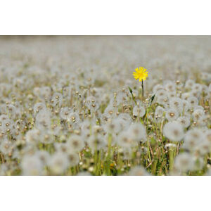 Umělecká fotografie Yellow Flower in meadow of dandelion, Martin Ruegner, (40 x 26.7 cm)