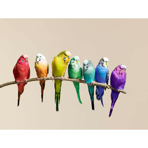 Umělecká fotografie Rainbow row of budgies sat on a branch, John Scott, (40 x 30 cm)