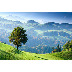 Umělecká fotografie Switzerland, Bernese Oberland, tree on hillside, Travelpix Ltd, (40 x 26.7 cm)