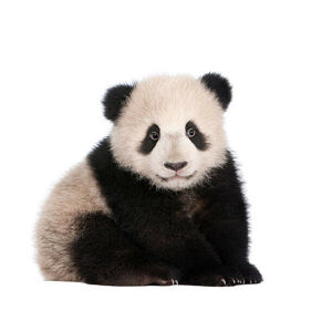 Umělecká fotografie A six month old giant panda on a white background, GlobalP, (40 x 35 cm)