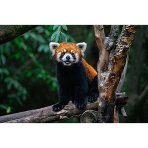 Umělecká fotografie Red Panda, close-up of a bear on a tree, Jackyenjoyphotography, (40 x 26.7 cm)