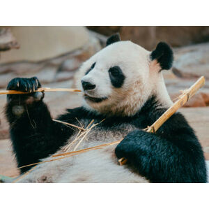 Umělecká fotografie portrait of a giant panda eating bamboo, PansLaos, (40 x 30 cm)