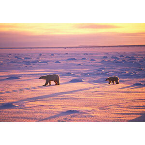 Umělecká fotografie Polar Bears Crossing Snowfield, John Conrad, (40 x 26.7 cm)
