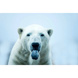 Umělecká fotografie Polar Bear closeup portrait, Mark Newman, (40 x 26.7 cm)