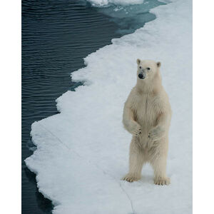Umělecká fotografie A curious bear, Ken Petch, (30 x 40 cm)
