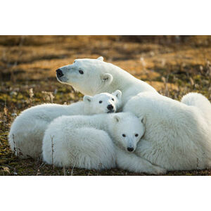 Umělecká fotografie Polar Bear and Cubs by Hudson, Paul Souders, (40 x 26.7 cm)