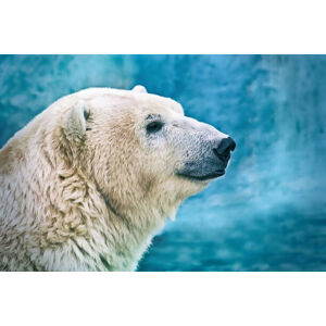 Umělecká fotografie Portrait of large white bear. Male, oxygen, (40 x 26.7 cm)