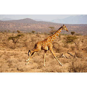Umělecká fotografie Reticulated Giraffe, Giraffa camelopardalis reticulata, Samburu, Mary Ann McDonald, (40 x 26.7 cm)