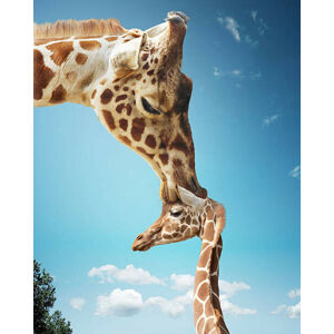 Umělecká fotografie Mother giraffe nuzzling calf's head, Gandee Vasan, (30 x 40 cm)