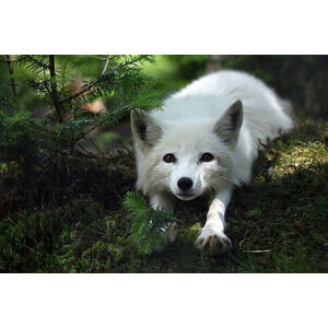 Umělecká fotografie Arctic Fox, Megan Lorenz, (40 x 26.7 cm)