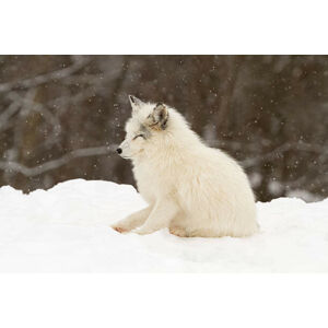 Umělecká fotografie Arctic fox-eyes closed, Adria  Photography, (40 x 26.7 cm)