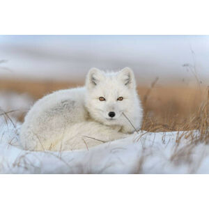 Umělecká fotografie Wild arctic fox  in tundra, Alexey_Seafarer, (40 x 26.7 cm)