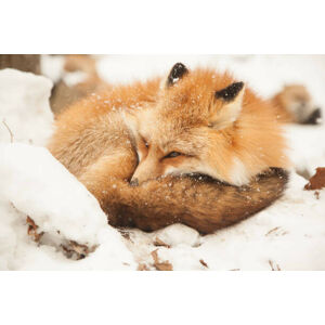 Umělecká fotografie Close-up of sleeping fox, Alycia Moore / 500px, (40 x 26.7 cm)