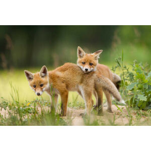 Umělecká fotografie Adorable baby fox pups playing, DamianKuzdak, (40 x 26.7 cm)