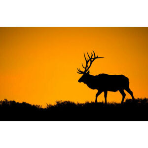 Umělecká fotografie A large bull elk in silhouette, jared lloyd, (40 x 24.6 cm)