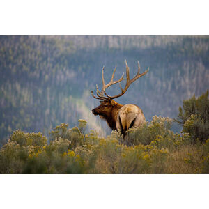 Umělecká fotografie Huge Bull Elk in a Scenic Backdrop, BirdofPrey, (40 x 26.7 cm)