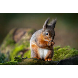 Umělecká fotografie Red squirrel feeding, Ian Groves, (40 x 26.7 cm)