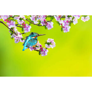 Umělecká fotografie A bird in a wonderful nature, serkanmutan, (40 x 26.7 cm)