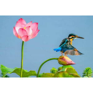 Umělecká fotografie The kingfisher,China, 13708458888 / 500px, (40 x 26.7 cm)