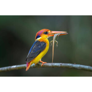 Umělecká fotografie Close-up of kingfisher perching on branch,Tambon, BP Chua / 500px, (40 x 26.7 cm)