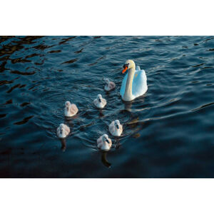 Umělecká fotografie Urban Mute Swan newly hatched family, CHUNYIP WONG, (40 x 26.7 cm)