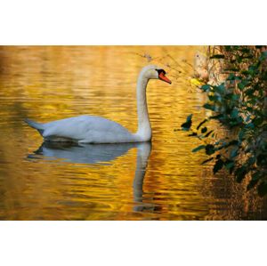 Umělecká fotografie Side view of swan swimming in lake, Stephan Gehrlein / 500px, (40 x 26.7 cm)